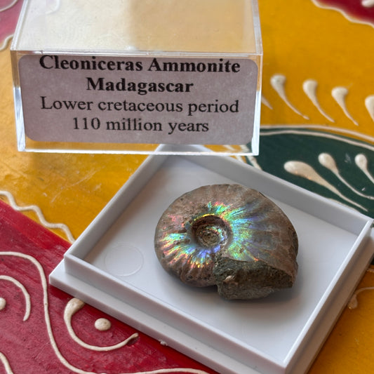 Cleoniceras Ammonite